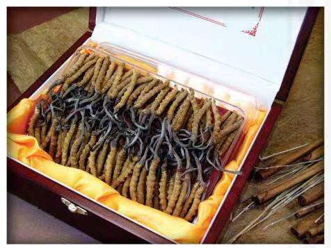 恩平冬虫夏草回收